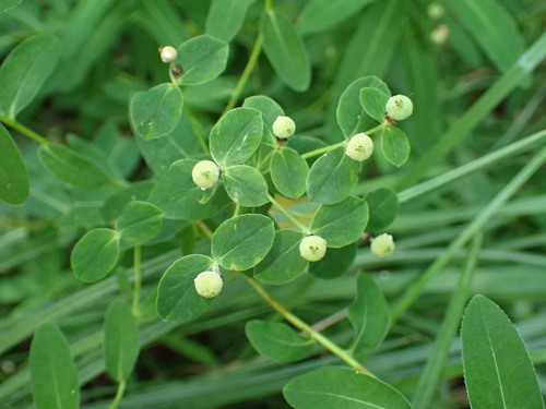 Hairy Spurge (Euphorbia illirica)