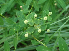 Euphorbia illirica