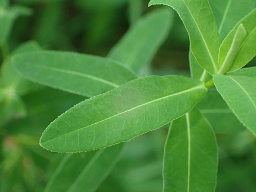 Euphorbia illirica, photograph 1