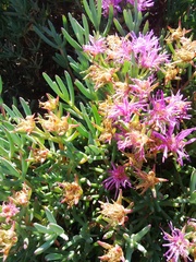 Lampranthus stipulaceus