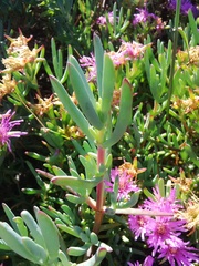 Lampranthus stipulaceus