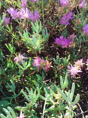 Lampranthus stipulaceus