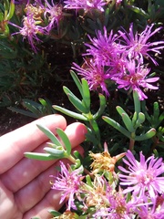Lampranthus stipulaceus