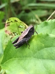 Tettigidea
