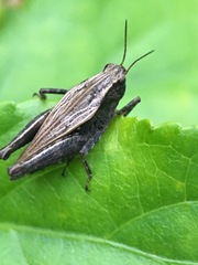 Tettigidea