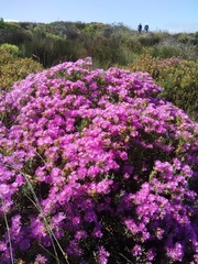 Lampranthus stipulaceus