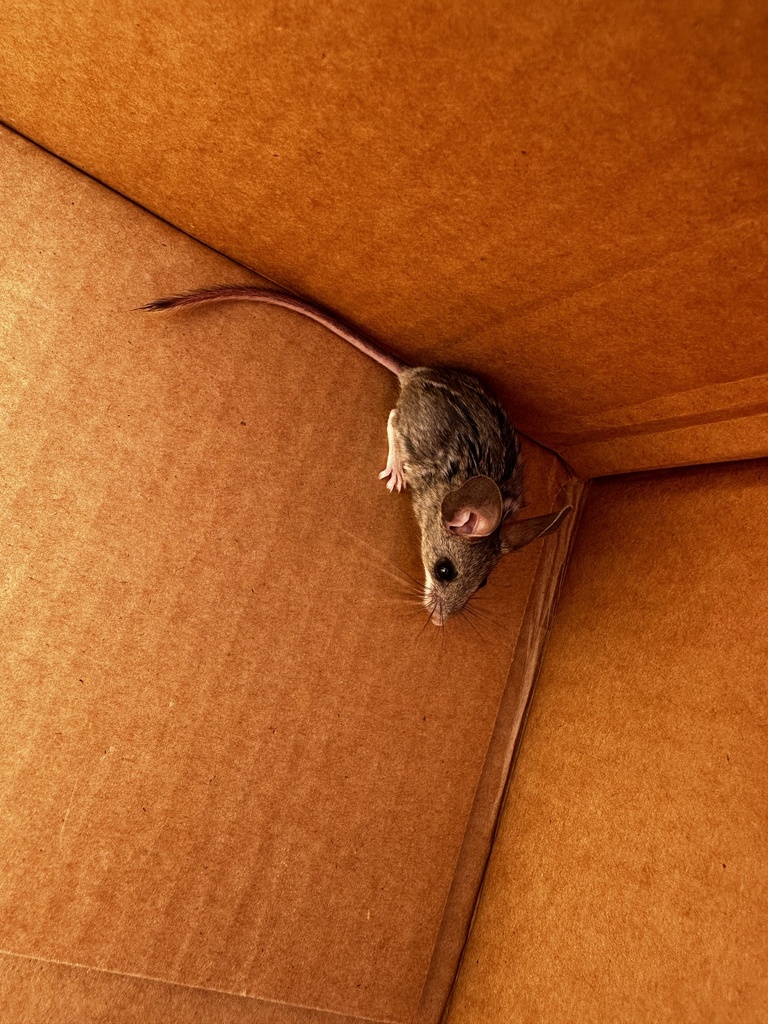 Pinyon Mouse