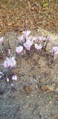 Cyclamen graecum