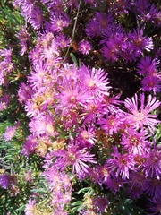 Lampranthus stipulaceus