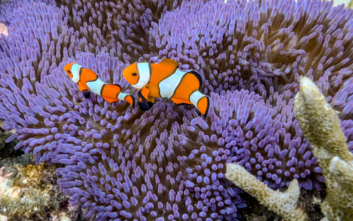 Amphiprion ocellaris