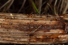 Acrospermum compressum