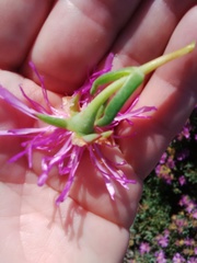 Lampranthus stipulaceus
