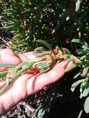 Lampranthus stipulaceus