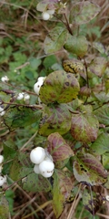 Symphoricarpos albus