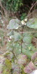 Symphoricarpos albus