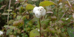 Symphoricarpos albus