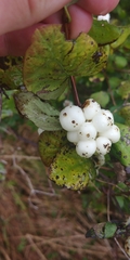 Symphoricarpos albus