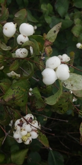 Symphoricarpos albus