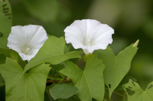 hedge bindweed