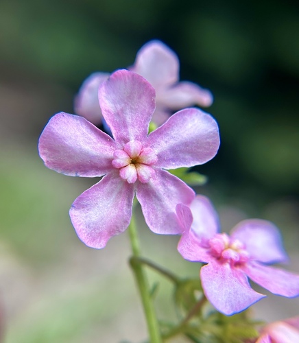 pink-flowered stickseed (Hackelia mundula)