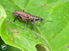 Naupactus rivulosus