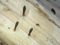 Acrospermum compressum