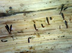 Acrospermum compressum