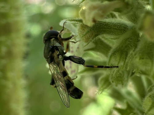 Unknown species found near W Kodiak Dr, Meridian, ID, US