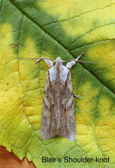 Lithophane leautieri