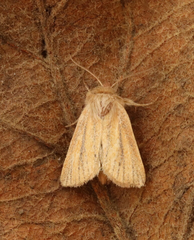 Denticucullus pygmina