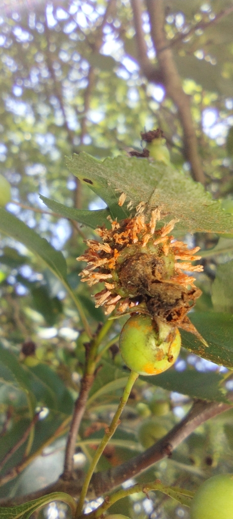 Roya del espino albar en una planta