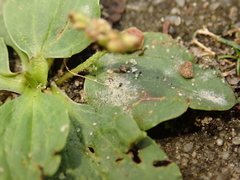 Podosphaera plantaginis