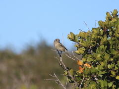Vireo huttoni unitti