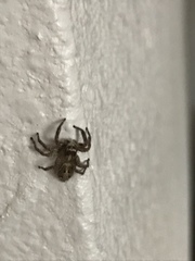 Plexippus paykulli
