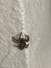 Plexippus paykulli