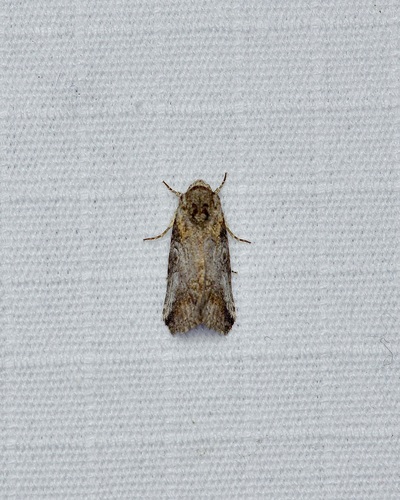 Aleptina inca photo 3