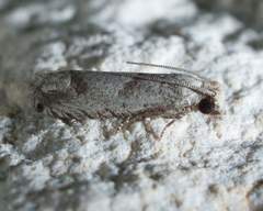 Pelochrista consobrinana