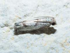 Pelochrista consobrinana