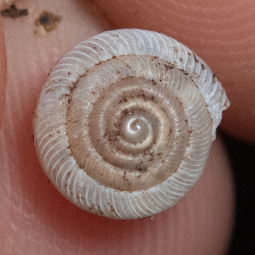 Polygyra cereolus observed 2025-07-03