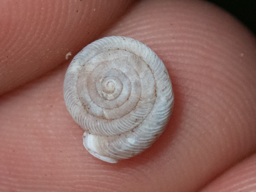 Polygyra cereolus observed 2025-07-03
