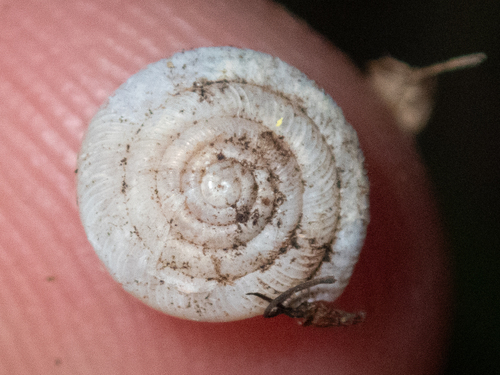 Polygyra cereolus observed 2025-07-03