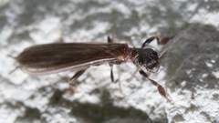 Oligotoma saundersii