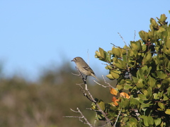 Vireo huttoni unitti