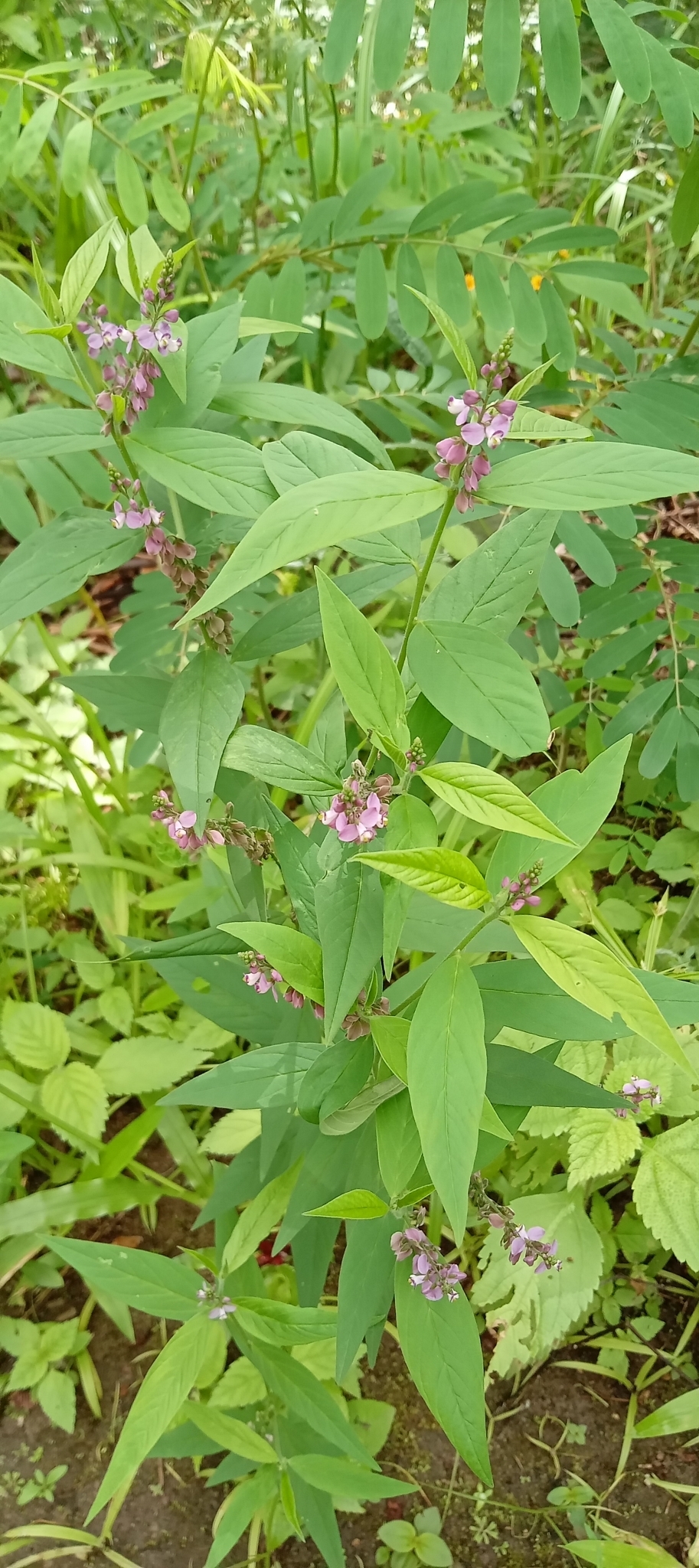 Asemeia violacea