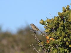 Vireo huttoni unitti