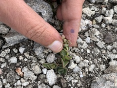 Callisia navicularis