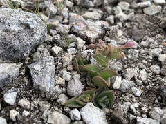 Callisia navicularis