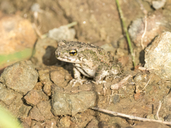 Duttaphrynus stomaticus