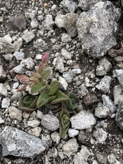 Callisia navicularis