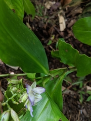 Dichorisandra hexandra